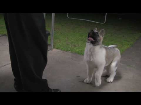 how to train akita puppies