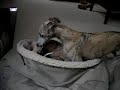 2 whippets playing 2 whippets playing
