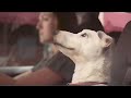 VW Polo Singing Dog Ad VW Polo Singing Dog Ad