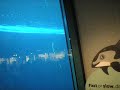 at the shedd (part 11)