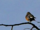 Early Springtime Robins Early Springtime Robins