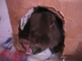 Cute bunny rabbit growls while defending his territory Cute bunny rabbit growls while defending his territory