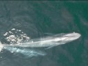 Whale Chant 2012 by LIORA
