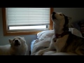 Video: Two Siberian Huskies Have A Howl Off