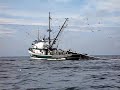 Sardine fishing