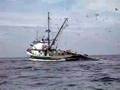 Sardine fishing