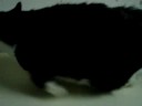 Marquette County Humane Society-Kramer