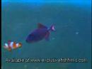 reef