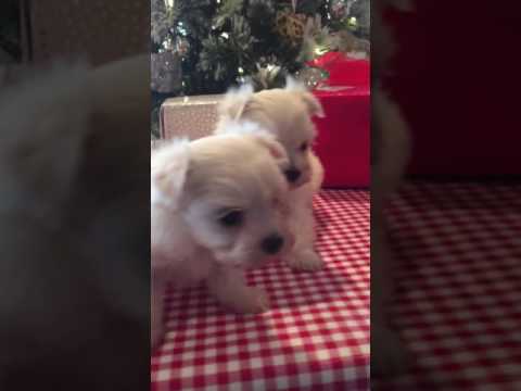 Frankie loves to play and ake naps around the Christmas tree