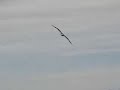 bald-eagle-duck-dinner.html