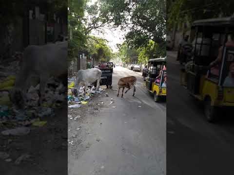 動画