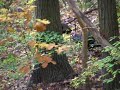 Lehigh Longbeards