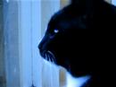 Crazy cat Crazy cat