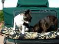 Frenchies on a bench
