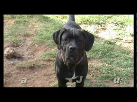 cane corso