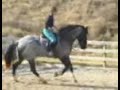 Blue Steel 5 yo Blue Roan Draft Cross for Sale