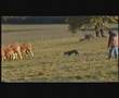 Uchane sur bovins