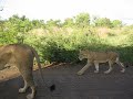 Lion Lion