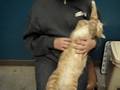 Marquette County Humane Society - Jack-o-lantern