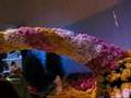 Rhode Island Flower Show 2008