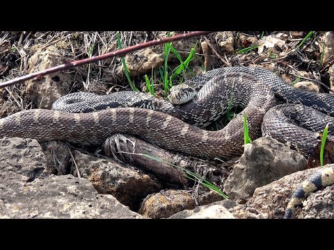 YouTube reptile video