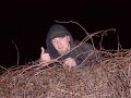 Caching with Cops