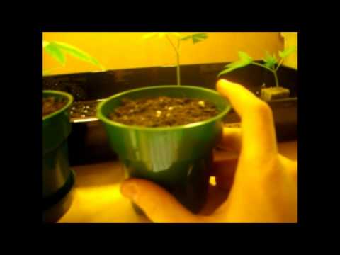 how to transplant clones from rockwool to soil