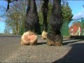 Ganzheitliche Therapie für Pferde Ganzheitliche Therapie für Pferde