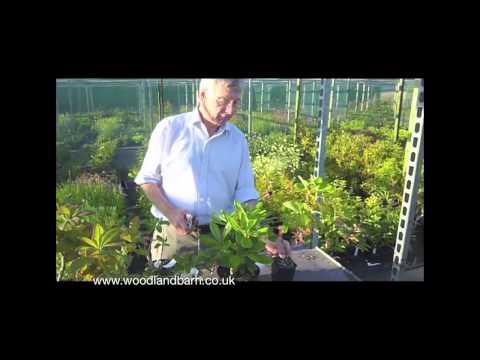 how to fertilize azaleas and rhododendrons