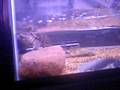videos de snapping turtle