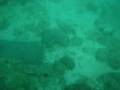 Diving in Fujairah with Freestyle Divers