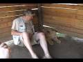 videos de Lion Cubs (hi-def)