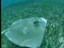 attacked by hungry ray