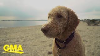 Labradoodle Breeder Says He Created a Monster (Good Morning America)