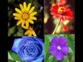videos de MEDITACION. EJERCICIOS DE CONCENTRACION 5 de 8