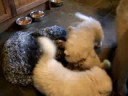 samoyed pup playing