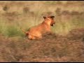 Rhodesian Ridgeback as a Lone Hunter. Rhodesian Ridgeback as a Lone Hunter.