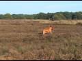 videos de Rhodesian Ridgeback as Lone Hunter.