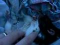 Rat Grisou Comme Hypnotisé