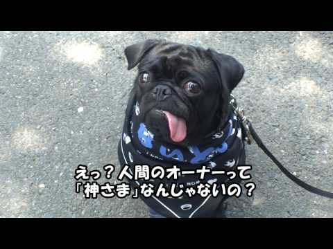 黒パグナイトの終戦記念日～チェリーさん物語･夏～(Black Pug Night in Aug 15)