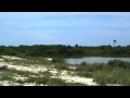 Honeymoon Island State Park - YouTube
