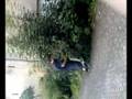 Harte Skater-Amateur Video