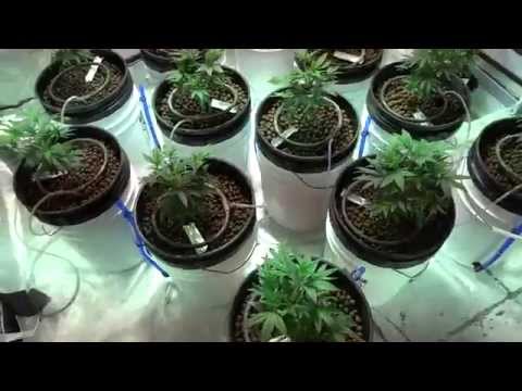 how to grow purple ak-47