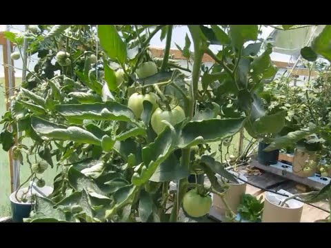 how to fertilize self watering containers