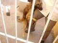 Cachorro Tarado (Cameron)