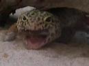 Leopard-Gecko-Eublep