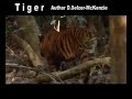 Tiger Tiere Animals SelMcKenzie Selzer-McKenzie