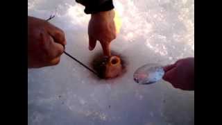 ловля карпа ловушками видео ловля карпа ловушками видео