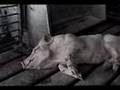 Rue McClanahan's Pig Farm Investigation