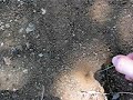 Doodlebug / Antlion hole